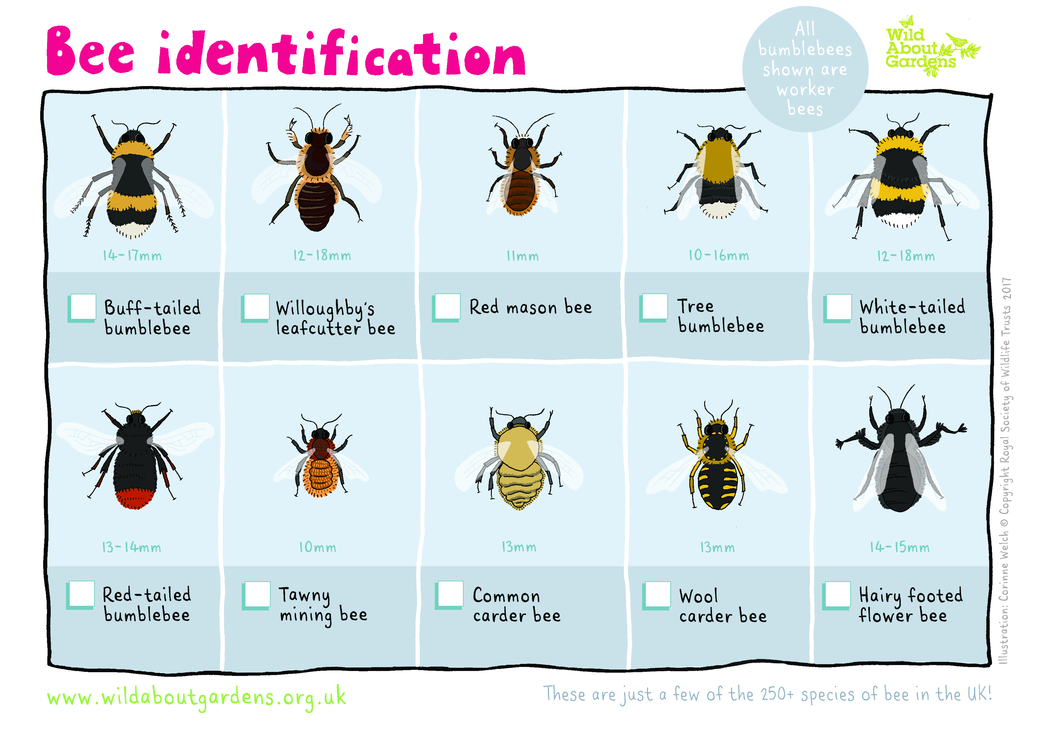Stinging Insect Identification Chart